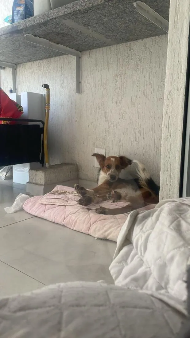 Cachorro raça SRD-ViraLata idade 7 a 11 meses nome Juno