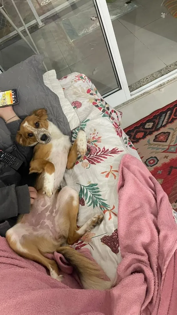 Cachorro raça SRD-ViraLata idade 7 a 11 meses nome Juno
