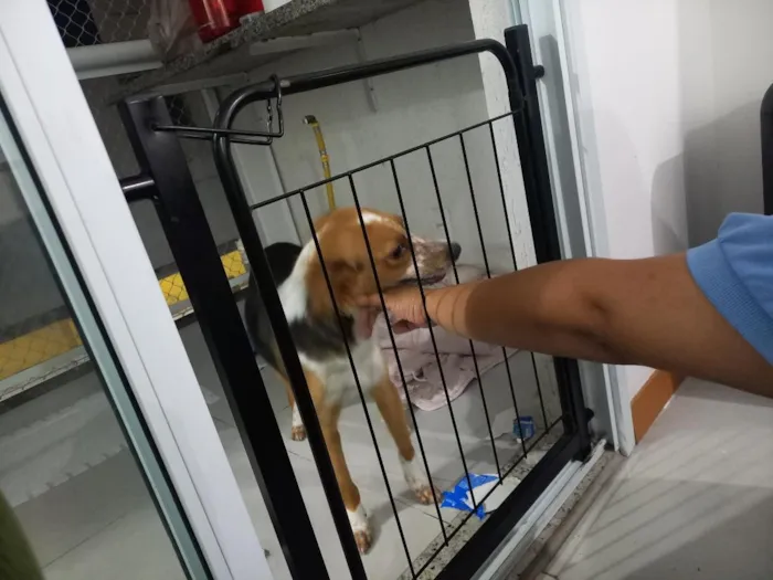 Cachorro raça SRD-ViraLata idade 7 a 11 meses nome Juno