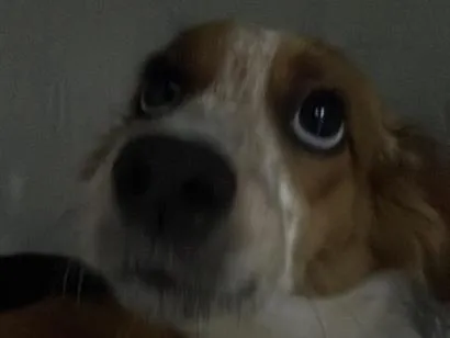 Cachorro raça SRD-ViraLata idade 7 a 11 meses nome Juno