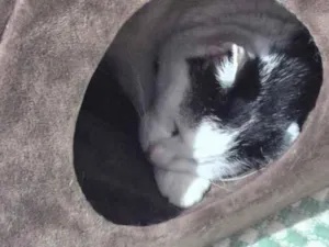 Gato raça SRD-ViraLata idade 4 anos nome Ellie