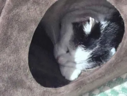 Gato raça SRD-ViraLata idade 4 anos nome Ellie