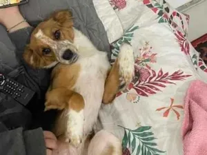 Cachorro raça SRD-ViraLata idade 7 a 11 meses nome Juno