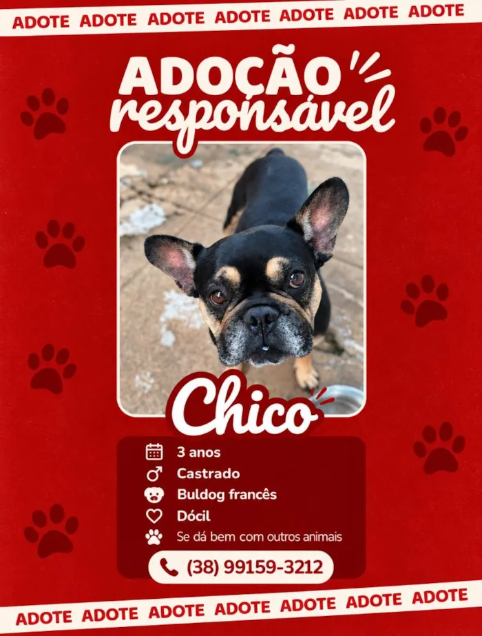 Cachorro raça Bulldog idade 3 anos nome Chico