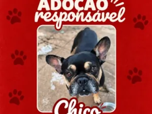 Cachorro raça Bulldog idade 3 anos nome Chico