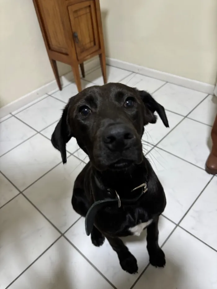 Cachorro raça SRD-ViraLata idade 7 a 11 meses nome Thor