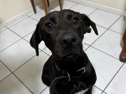 Cachorro raça SRD-ViraLata idade 7 a 11 meses nome Thor