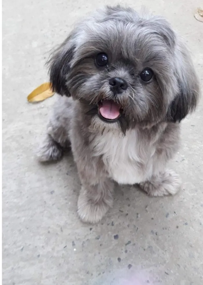 Cachorro raça Shitzu idade 2 anos nome Snoop 