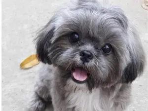 Cachorro raça Shitzu idade 2 anos nome Snoop 