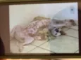 Choquito