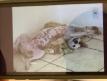 Cachorro raça SRD-ViraLata idade 1 ano nome Choquito