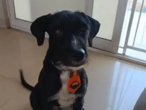 Cachorro raça SRD-ViraLata idade 7 a 11 meses nome Chamo de black