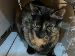 Gato raça SRD-ViraLata idade 2 anos nome Taiga