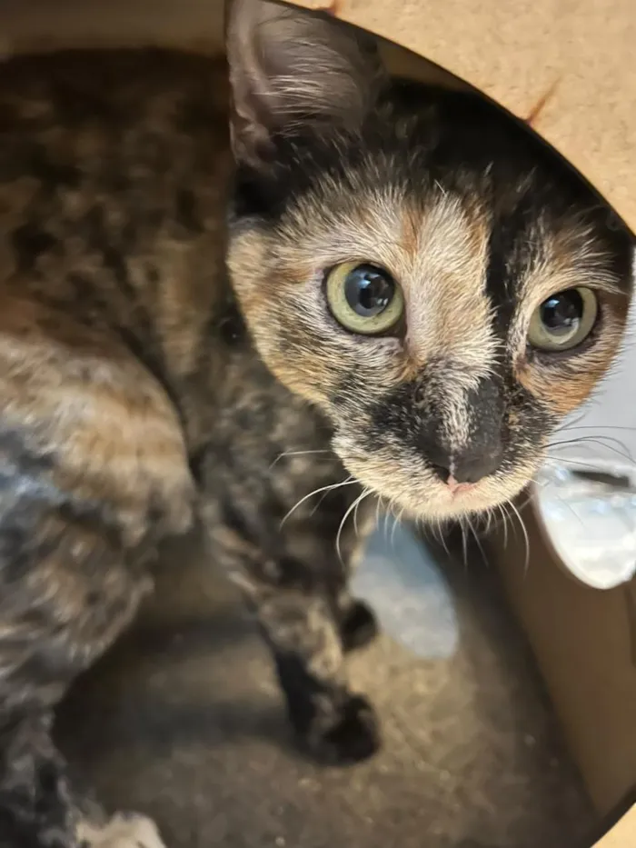 Gato raça SRD-ViraLata idade 2 anos nome Amora