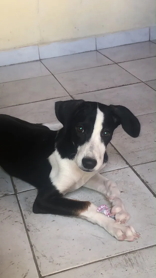 Cachorro raça SRD-ViraLata idade 2 a 6 meses nome Mel