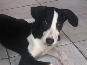 Cachorro raça SRD-ViraLata idade 2 a 6 meses nome Mel