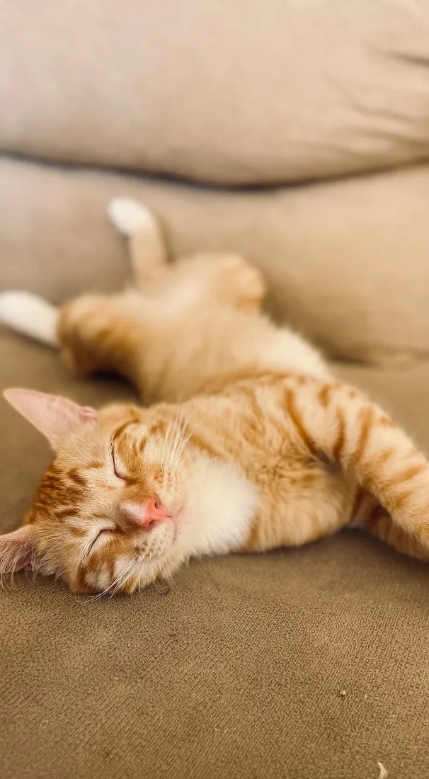 Gato raça SRD-ViraLata idade 2 a 6 meses nome Cheetos