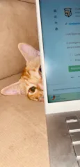 Cheetos