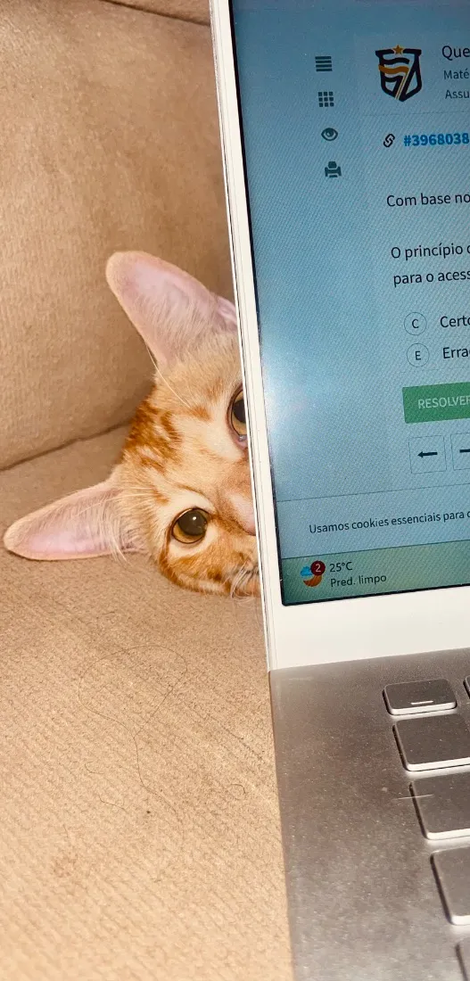 Gato raça SRD-ViraLata idade 2 a 6 meses nome Cheetos