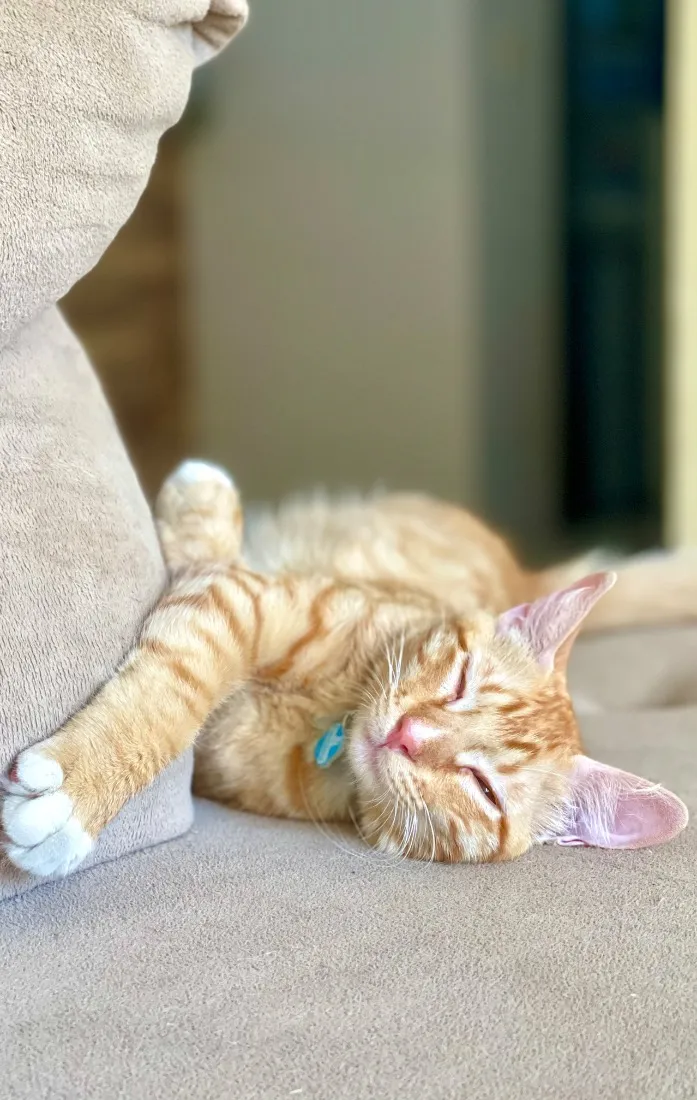 Gato raça SRD-ViraLata idade 2 a 6 meses nome Cheetos