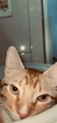 Cheetos