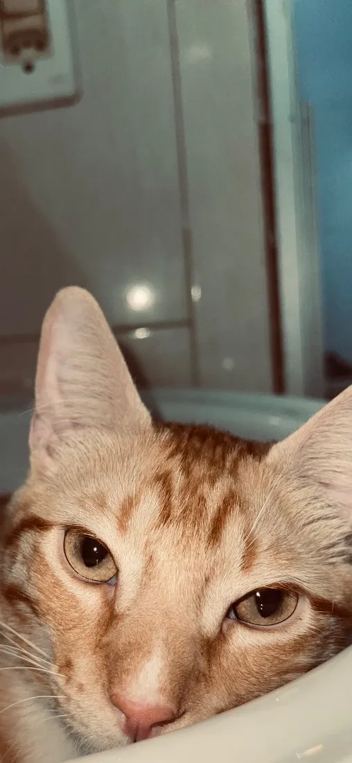 Gato raça SRD-ViraLata idade 2 a 6 meses nome Cheetos
