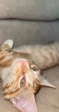 Cheetos