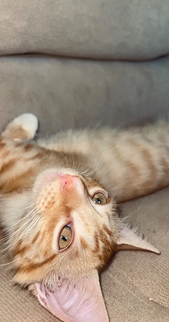 Gato raça SRD-ViraLata idade 2 a 6 meses nome Cheetos