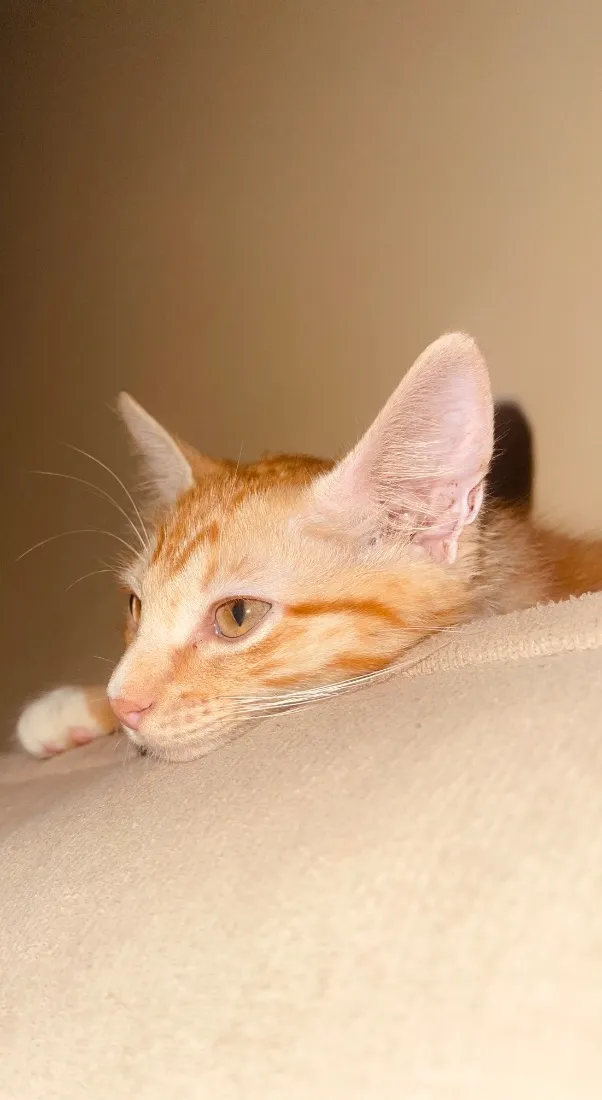 Gato raça SRD-ViraLata idade 2 a 6 meses nome Cheetos