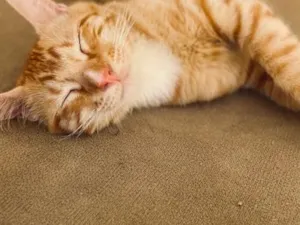 Gato raça SRD-ViraLata idade 2 a 6 meses nome Cheetos
