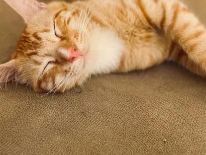 Gato raça SRD-ViraLata idade 2 a 6 meses nome Cheetos