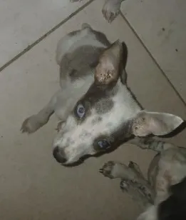 Cachorro raça SRD-ViraLata idade 2 a 6 meses nome Sansão