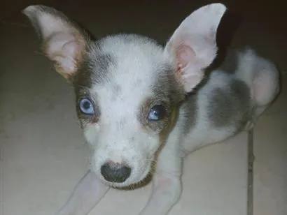Cachorro raça SRD-ViraLata idade 2 a 6 meses nome Sansão