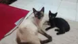 Mãe e filhotinha