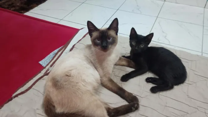 Gato raça Siamês idade Abaixo de 2 meses nome Mãe e filhotinha