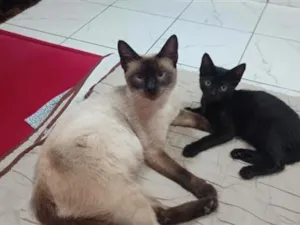 Gato raça Siamês idade Abaixo de 2 meses nome Mãe e filhotinha