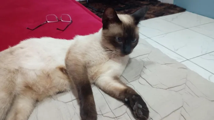 Gato raça Siamês idade Abaixo de 2 meses nome Mãe e filhotinha
