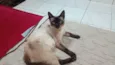 Mãe e filhotinha
