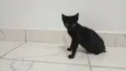 Mãe e filhotinha