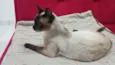 Mãe e filhotinha