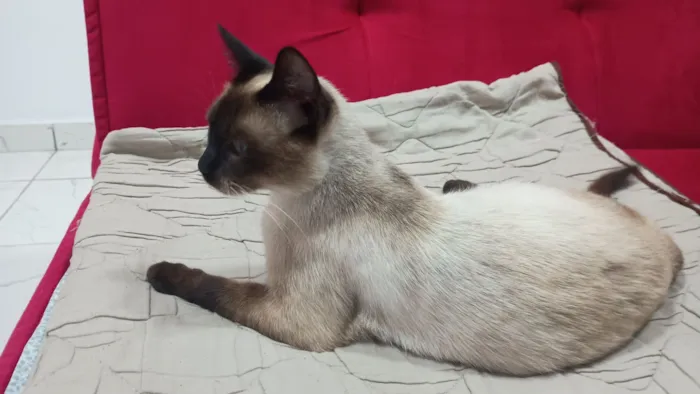 Gato raça Siamês idade Abaixo de 2 meses nome Mãe e filhotinha