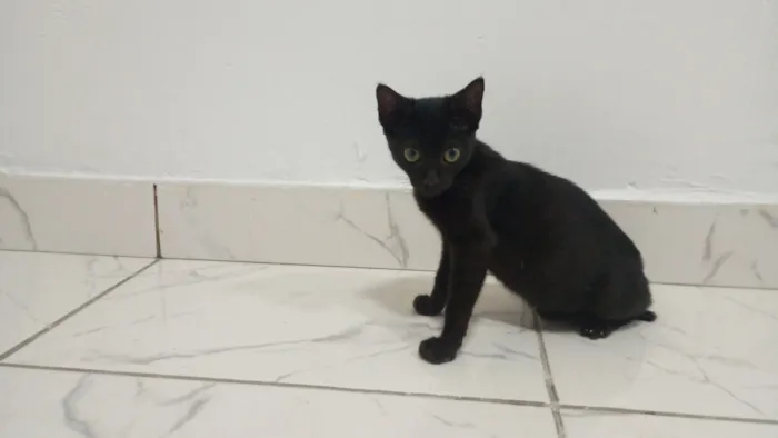 Gato raça Siamês idade Abaixo de 2 meses nome Mãe e filhotinha