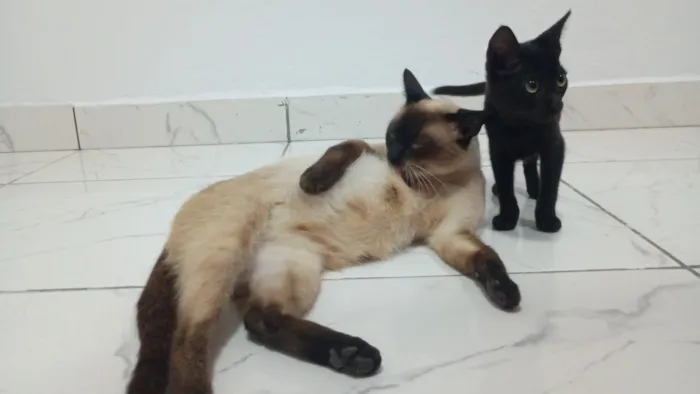 Gato raça Siamês idade Abaixo de 2 meses nome Mãe e filhotinha