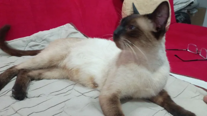 Gato raça Siamês idade Abaixo de 2 meses nome Mãe e filhotinha