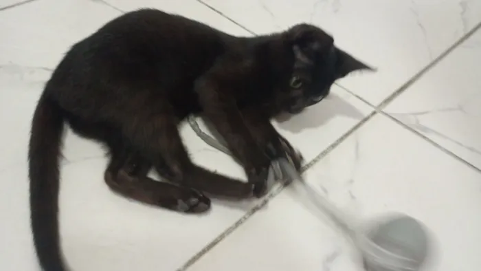 Gato raça Siamês idade Abaixo de 2 meses nome Mãe e filhotinha