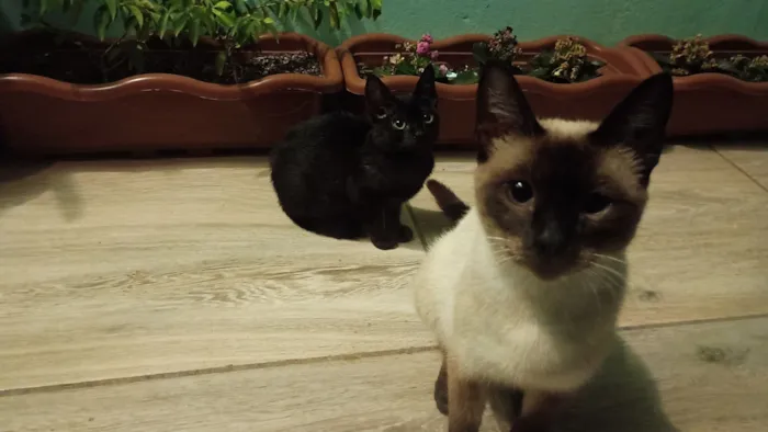 Gato raça Siamês idade Abaixo de 2 meses nome Mãe e filhotinha