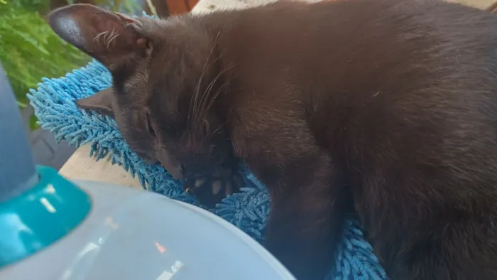 Gato raça Siamês idade Abaixo de 2 meses nome Mãe e filhotinha