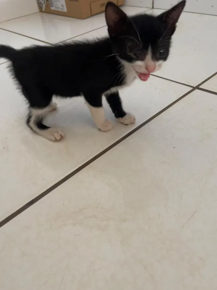 Gato raça SRD-ViraLata idade Abaixo de 2 meses nome S/ NOME