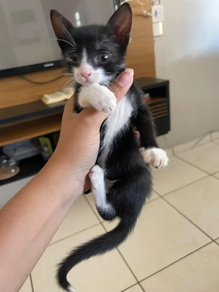 Gato raça SRD-ViraLata idade Abaixo de 2 meses nome S/ NOME