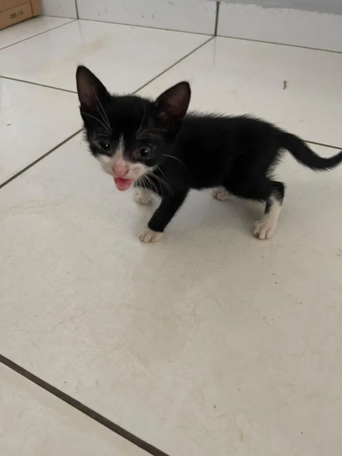 Gato raça SRD-ViraLata idade Abaixo de 2 meses nome S/ NOME